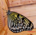 /album/fluturi1/fluture-editat-1-jpg1/